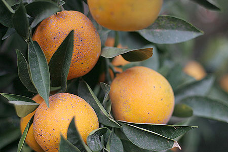 Апельсины в саду у дяди Леши. Лимассол